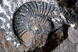 Teratani Ammonite Hozouchi Geopoint