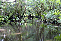The Japanese Cedar Swamp at Sugisawa Geopoint, Nyuzen Town