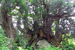 Old Japanese Cedars Dosugi Geopoint